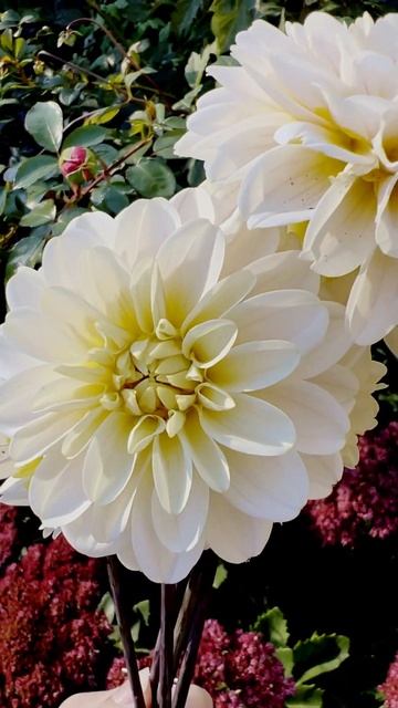 The Perfect Fall Flowers Pairing 💛 #dahlias #fallflowers #flowergarden #fallvibes