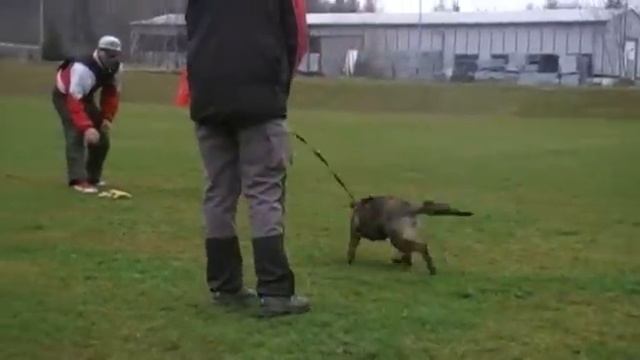 Cassiopea Yucero Bohemia- Defence- 3 Months