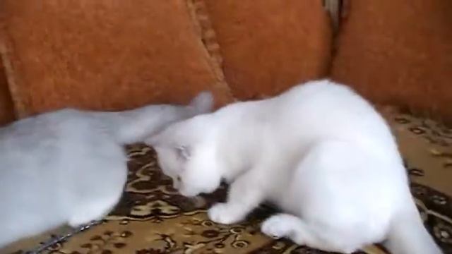 шиншилла и шиншилла поинт.MOD