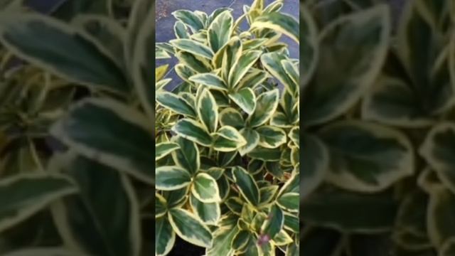 Все про бересклет ч1