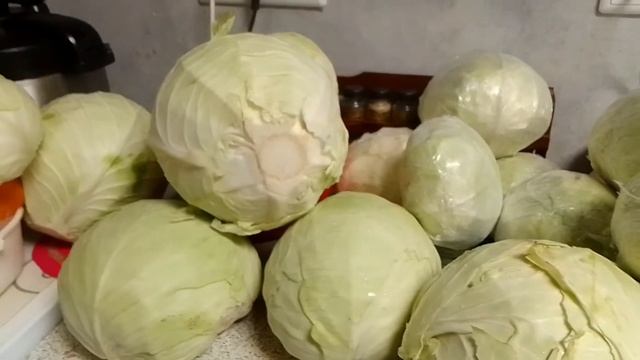 после отпуска квашу капусту