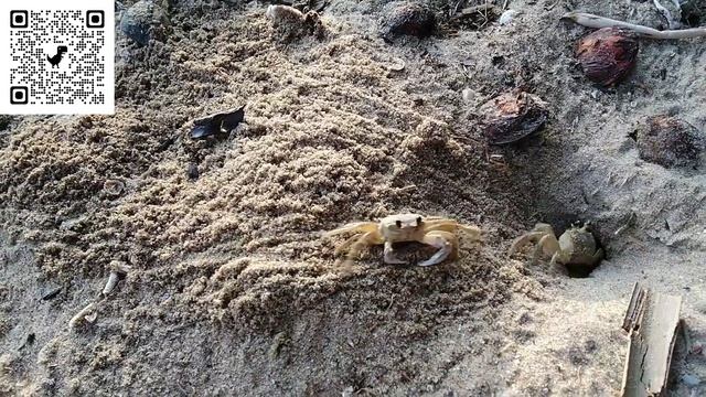 Briga De Caranguejos Disputa De Tocas