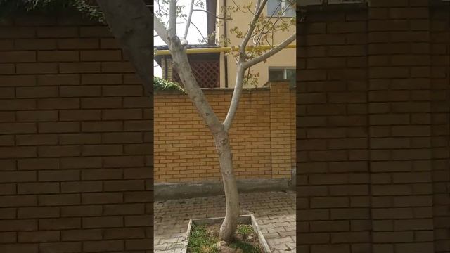 Могучий каштан в цвету💮💮💮