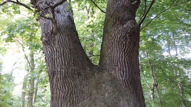 Калининград Königsberg Заповедная часть Городского парка отдыха