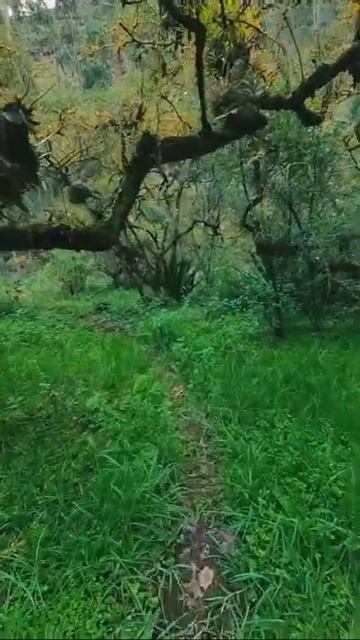 Красивая природа,футаж лес #Shorts