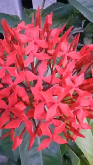 Red Ixora Flowers #shorts
