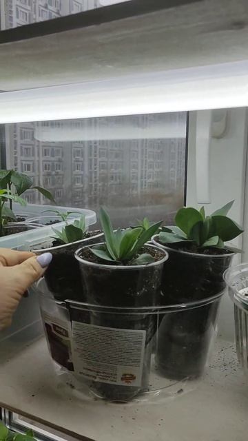 на подоконнике рассада и кому же это надо )))) часть 2