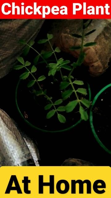 Chickpea Plant At Home#shorts #viral #shortvideo