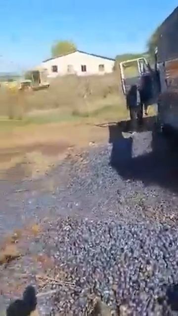 Молдавские сливы снова на земле - видео тг-канал 