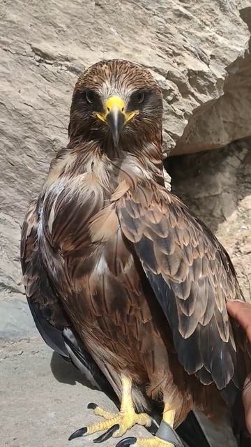 Golden Eagle