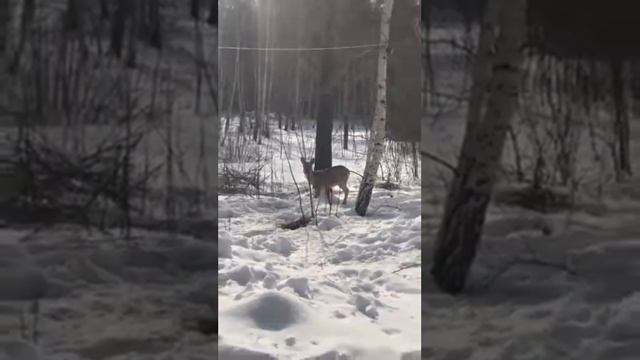 Лесные жители в Сосновой роще