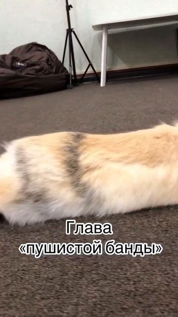 #shorts #кролики #рекомендации #антикафе #милота #питомец