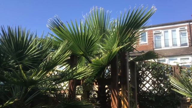 Palm Tree Garden In My London  Home September 2021 Update