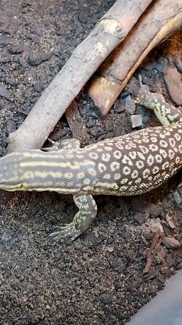 Ackie Monitor, The Funniest Pet Reptile? #shorts