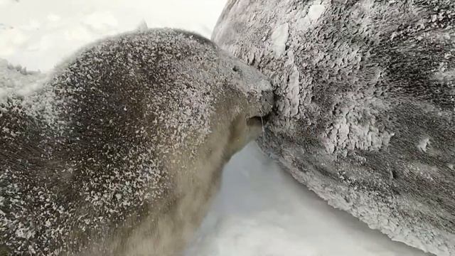 Новонароджене тюленя Ведделла біля своєї мами