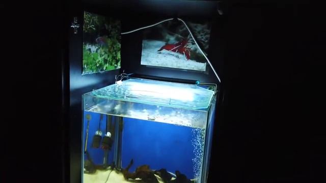 DISCUS FISH AQUARIUM 500 LITERS ⁰