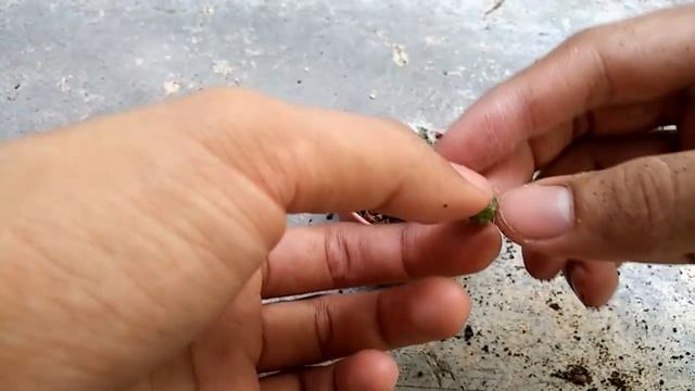 🌵 How To Cultivate Cactus Scion? วิธีปลูกหน่อกระบองเพชร(ชำหน่อ)?