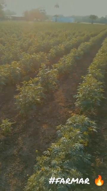 Marigold Is A Yellow Flower. Khet Fllower 🔥