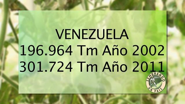 🍅📈Estadísticas De Producción🌎 Del Tomate📈🍅