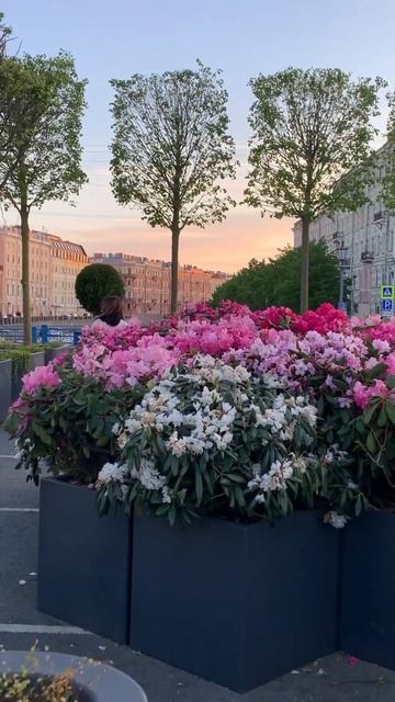 Сад Триумф на Синем мосту в Петербурге