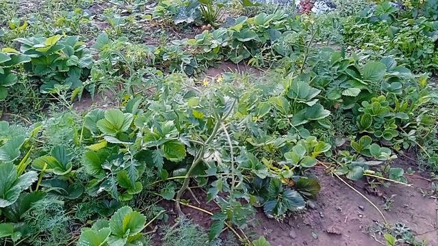 Саджаю кабачки, і розказую як це роблю.