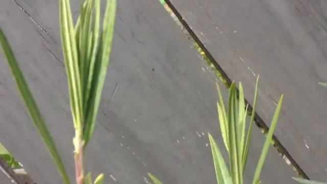 Monarch Caterpillar Eating Swan Plant