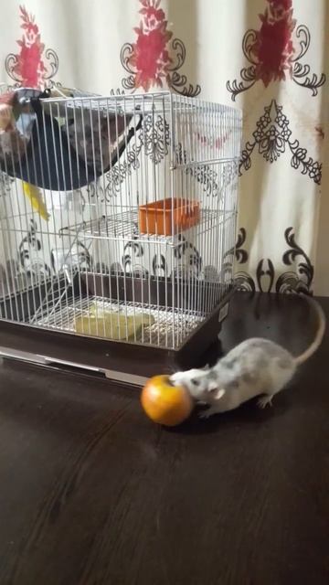 счастье есть! #крысадамбо #фрукты #хаски #животные #жизнь #животное #еда #крысы #крысадамбо