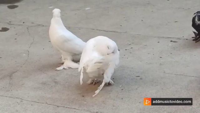 Голуби Душанбе