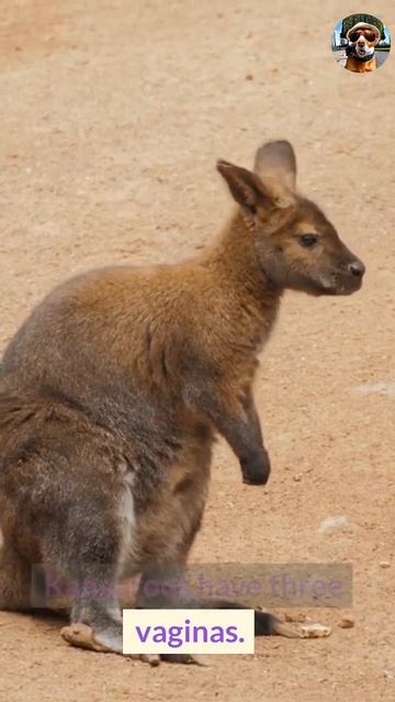 Amazing Things You Didn't Know About Animals
