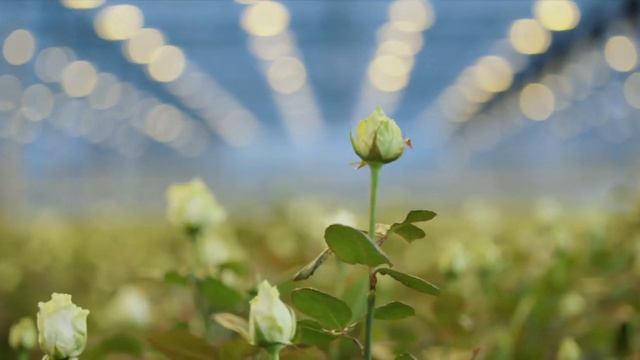 B98f6ddd8d9b80e0ce9da10f2ba57b7d