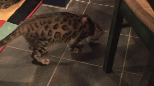 ANTagonistic Behavior -- Cat Clips #106