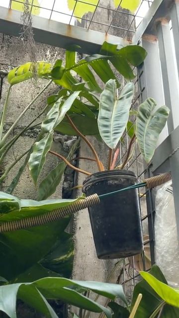 BLACK MAJESTY AND BILLIETIAE