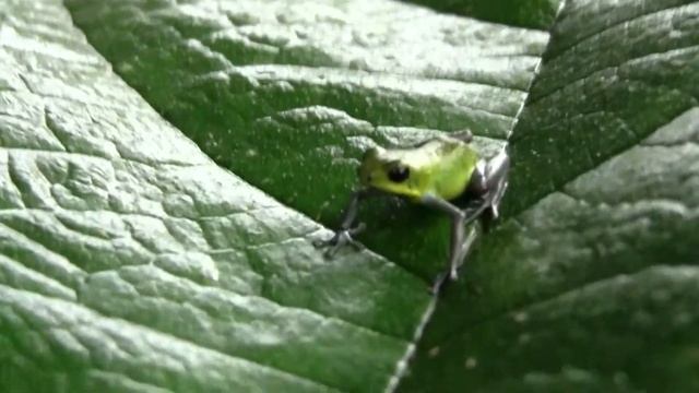 Oophaga Pumilio Chiriqui@ Panama 2010