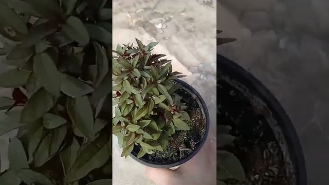 Альтернантера Sessilis Rubra новиночка на 2024 г.