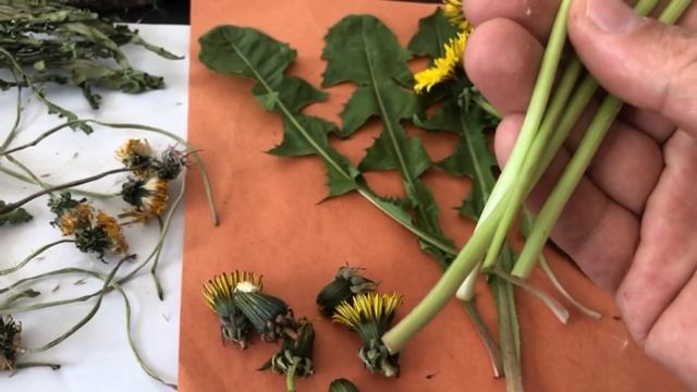 KARA HİNDİBA ÇİÇEK SAPLARININ MUCİZE FAYDALARI