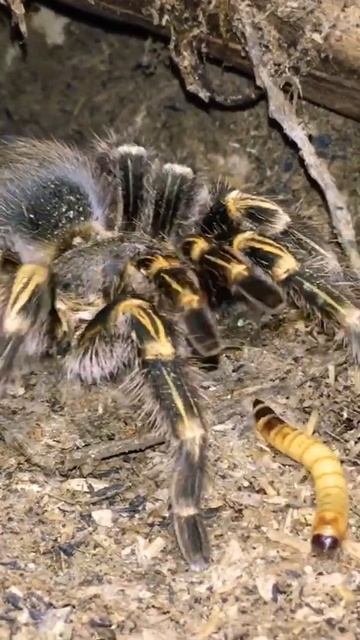 Slowly But Surely (Takedown Edition)