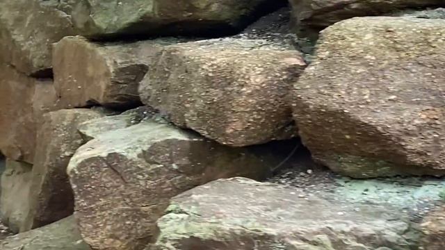 BEST TOURIST ATTRACTIONS  HOLDEN ARBORETUM | 202 STEPS | 12 STORY | The Life Of Filipina Wife In US