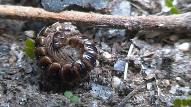 Millipede (Diplopoda) Closeup No.2  1080p HD