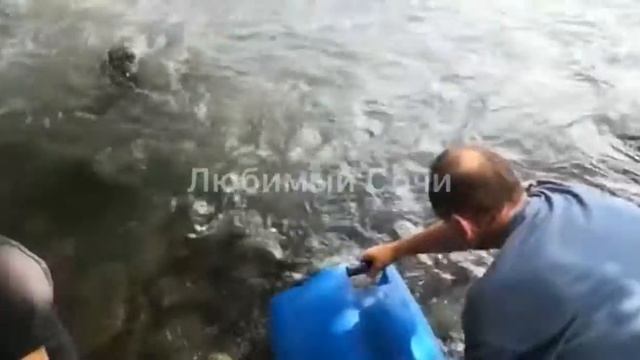 150 тысяч мальков лосося выпускают в реку