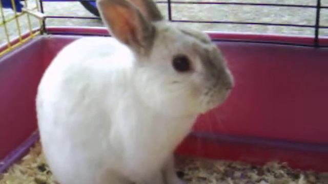 La Toilette Du Lapin