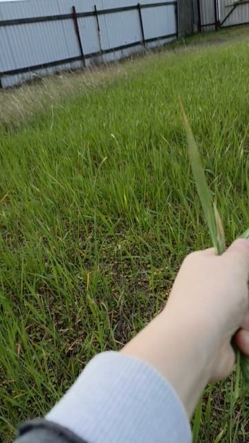 Lovely сегодня в полночь