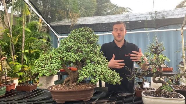 The Importance Of Good Bonsai Soil - The Bonsai Supply