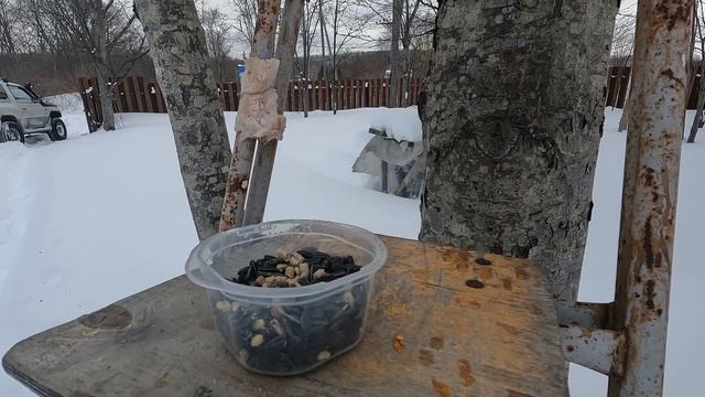 Помогаем птичкам перезимовать 🐦 #птицы #зима #перезимовать