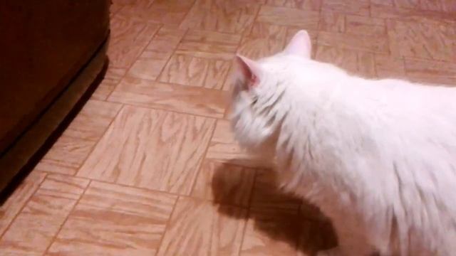 Наша кошка приносит мячик