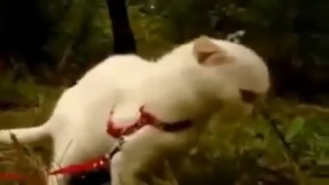 Кот с дьявольскими глазами  Ржач!!!