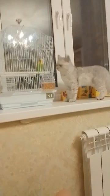 Кот Сильвер и Волнистый попугай Гриша