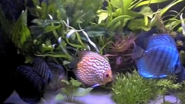 BBAT Tentoonstelling 1999