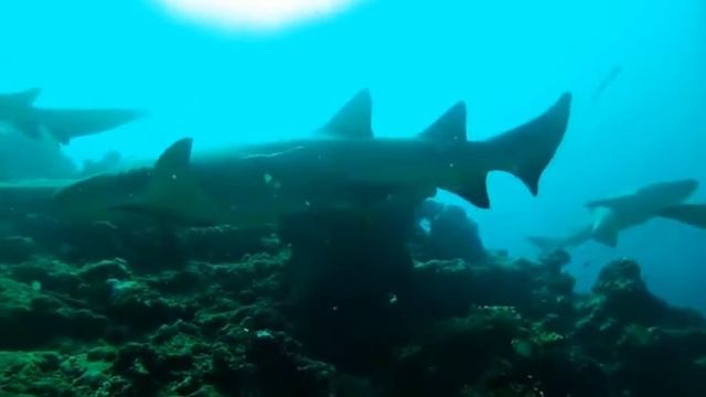 Deepblu Story - A Dive With A TON Of Fish And Sharks