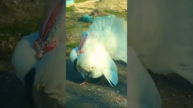 В мире животных ( ржач )🙈🦆🦆🦆