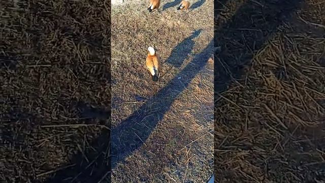 ОСТАНКИНСКАЯ БАШНЯ